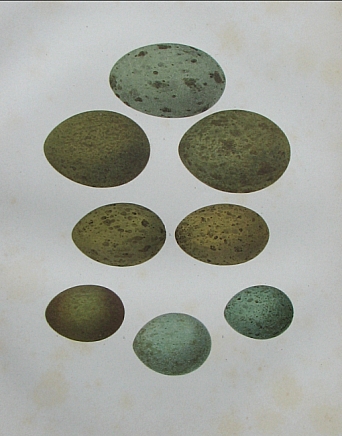 eggs