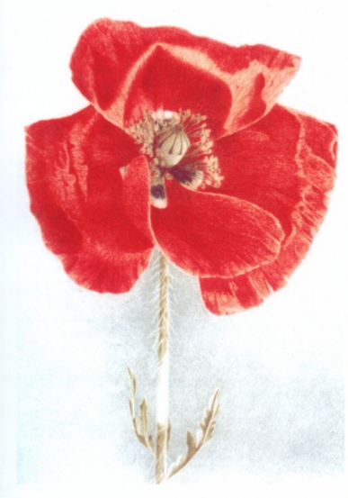 Klatschmohn.Zeichnung